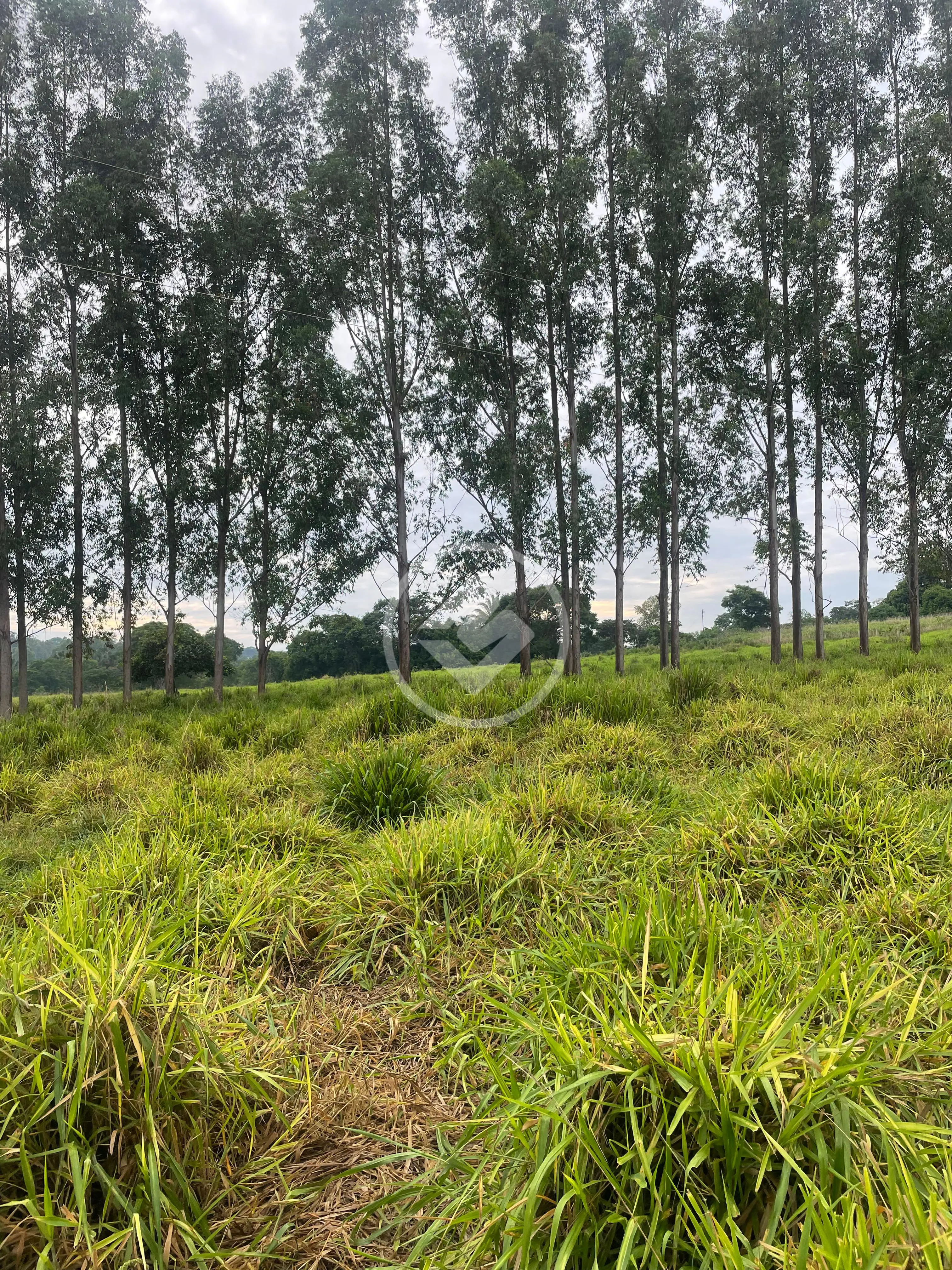 Image 9 - Chácara em Central, Bela Vista de Goiás - GO