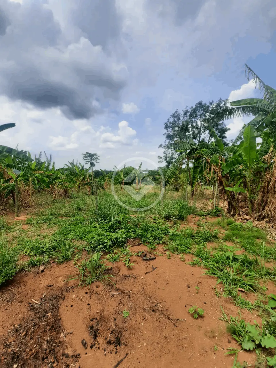 Imagem 5 - Chácara em Zona Rural, Leopoldo de Bulhões - GO