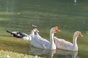 Imagem 4 - Chácara em Chácaras Recreio São Joaquim, Goiânia - GO