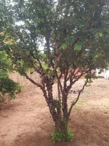 Terreno São Rafael, Araçatuba - SP — foto 2