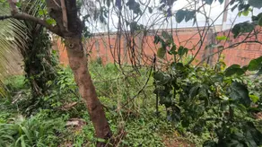 Terreno Ipanema, Araçatuba - SP — foto 1