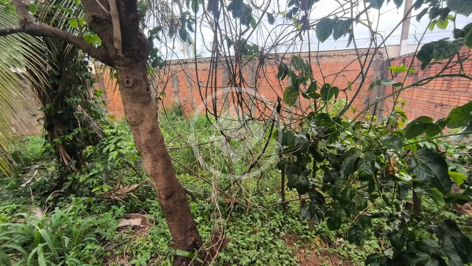 Imagem 1 - Terreno em Ipanema, Araçatuba - SP
