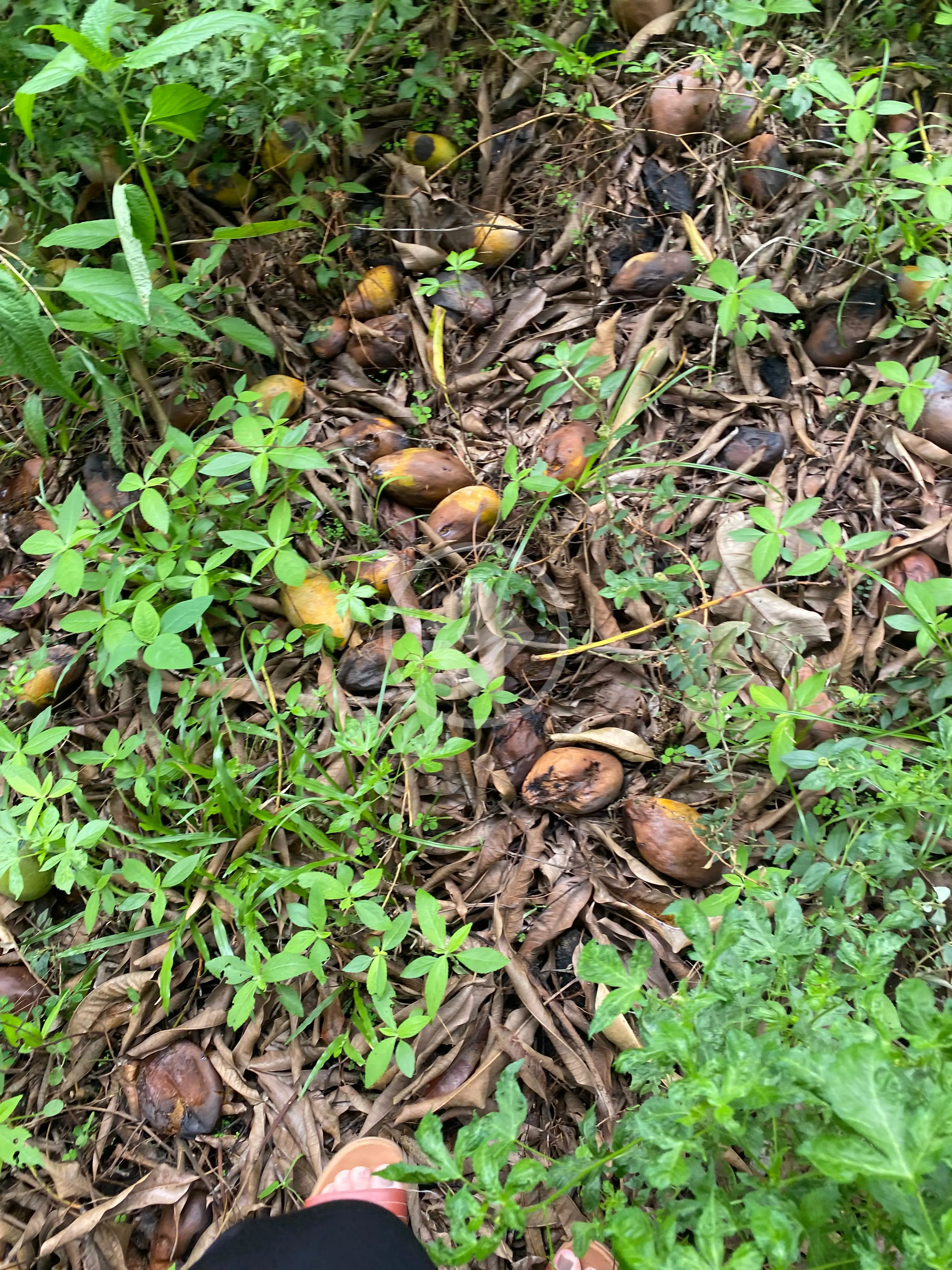 Imagem 3 - Terreno em Cidade Alta, Cuiabá - MT