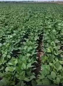 Imagem 3 - Fazenda em Centro, Porto Alegre do Norte - MT
