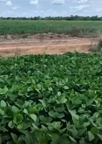 Imagem 5 - Fazenda em Centro, Porto Alegre do Norte - MT