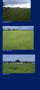 Imagem 5 - Fazenda em Centro, São Félix do Araguaia - MT