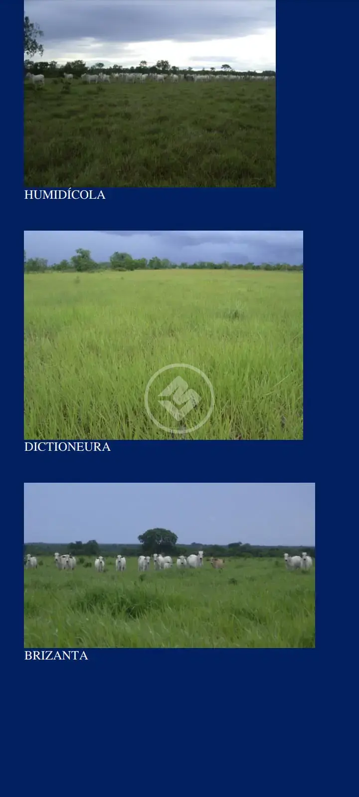 Image 6 - Fazenda em Centro, São Félix do Araguaia - MT