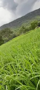 Imagem 4 - Fazenda em Olhos D Agua, Cáceres - MT