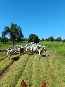 Fazenda Area Rural, Cáceres - MT — foto 1