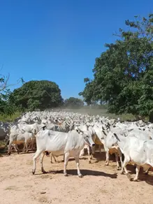 Imagem 4 - Fazenda em Area Rural, Cáceres - MT