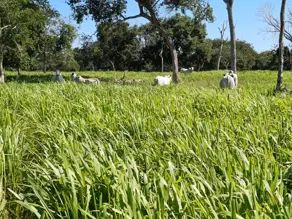 Imagem 2 - Fazenda em Area Rural, Cáceres - MT