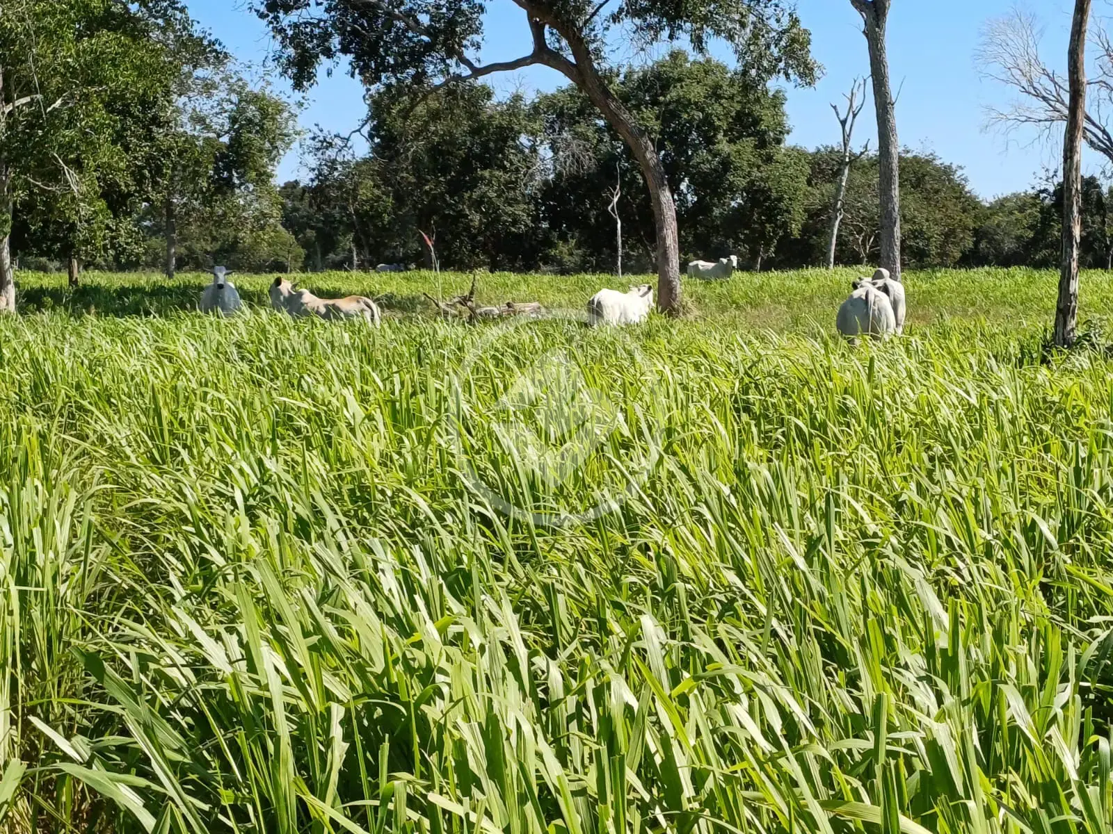 Imagem 2 - Fazenda em Area Rural, Cáceres - MT