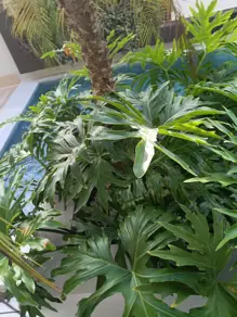 Imagem 4 - Casa Condomínio em Condomínio Residencial Florais da Mata, Várzea Grande - MT
