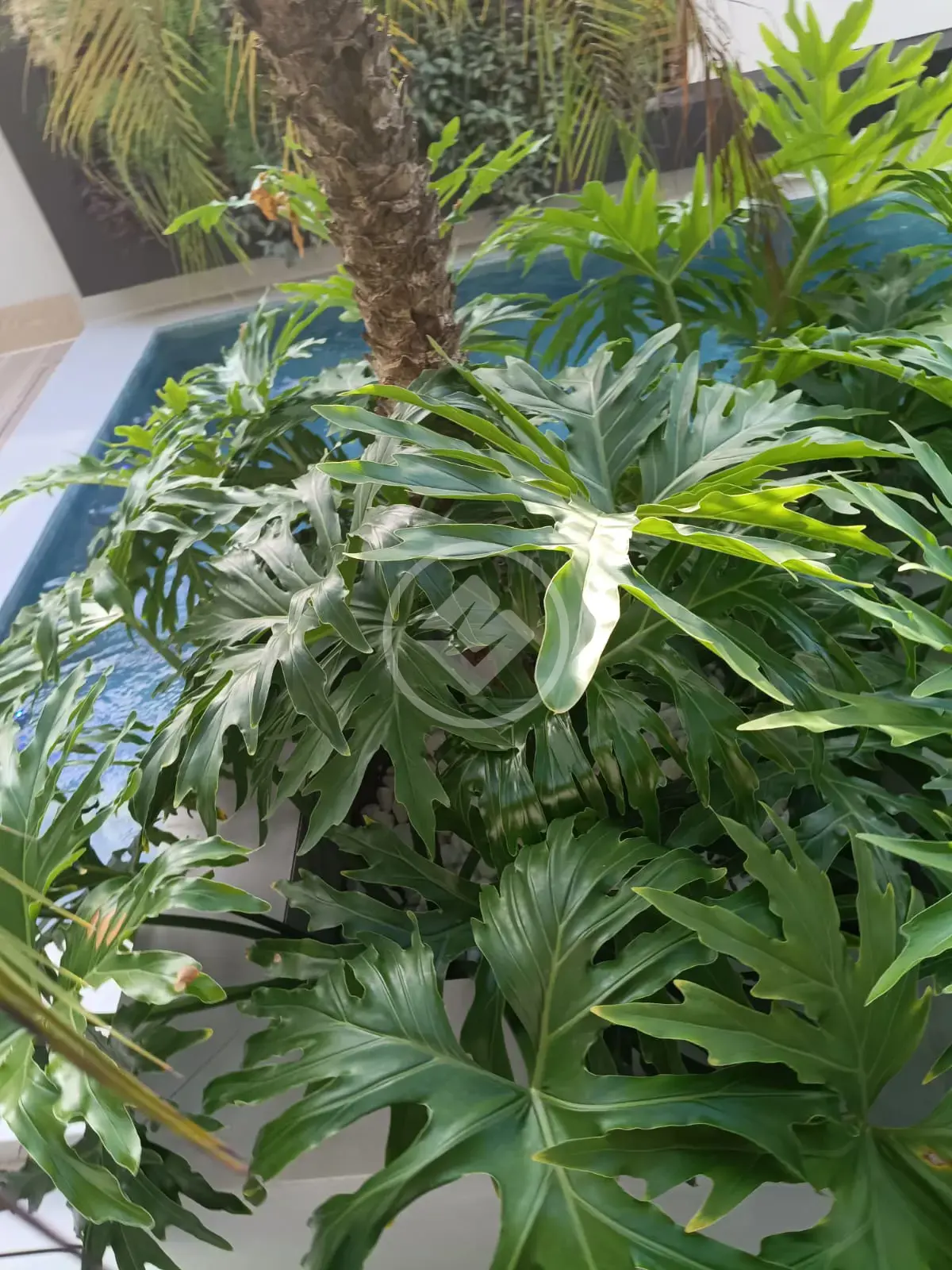 Imagem 4 - Casa Condomínio em Condomínio Residencial Florais da Mata, Várzea Grande - MT