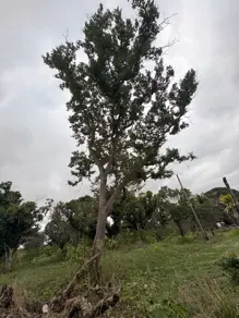 Imagem 6 - Chácara em COXIPO DO OURO, Cuiabá - MT