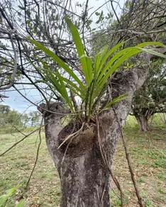 Imagem 3 - Chácara em COXIPO DO OURO, Cuiabá - MT