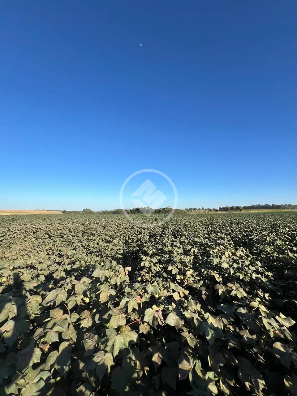 Imagem 1 - Fazenda em SANTA RITA, Jaciara - MT