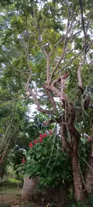 Imagem 6 - Casa em CAPAO DO PEQUI, Várzea Grande - MT
