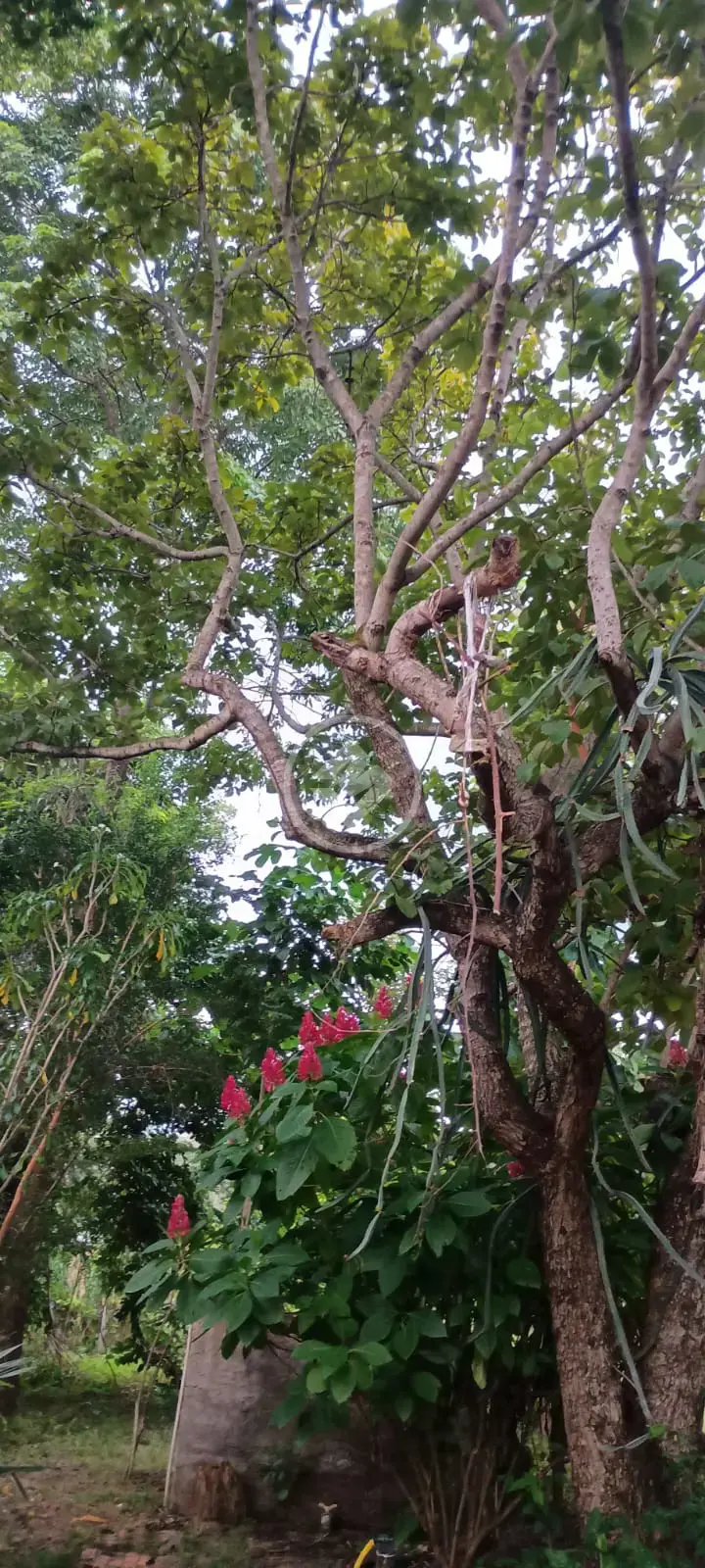 Imagem 6 - Casa em CAPAO DO PEQUI, Várzea Grande - MT
