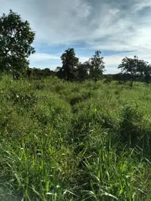 Imagem 4 - Sítio em CENTRO, Chapada dos Guimarães - MT
