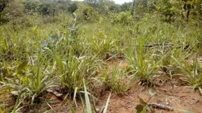 Terreno CENTRO, Chapada dos Guimarães - MT — foto 1