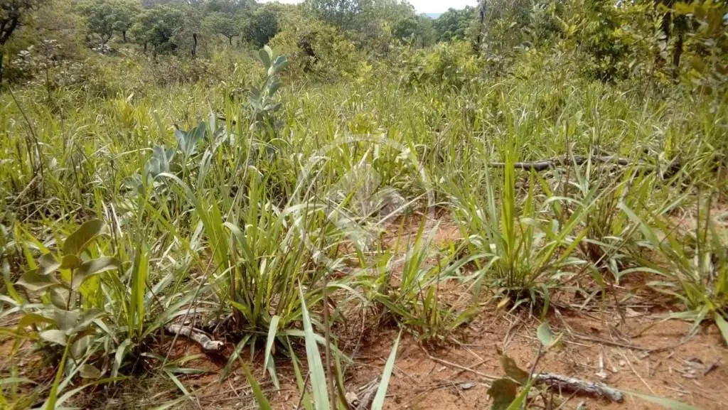 Imagem 1 - Terreno em CENTRO, Chapada dos Guimarães - MT