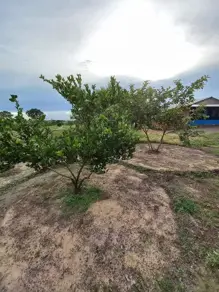 Imagem 5 - Chácara em Area Rural, Rosário Oeste - MT