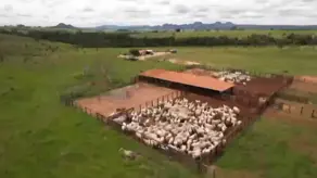 Fazenda JARDIM GOIAS, Caiapônia - GO — foto 2