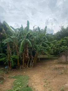 Imagem 4 - Chácara em Área Rural de Uberlândia, Uberlândia - MG