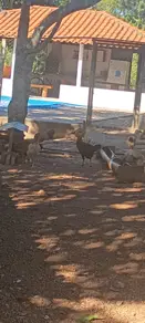 Chácara Municipio Perdizes, Perdizes - MG — foto 1