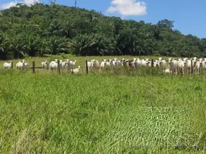 Imagem 6 - Fazenda em Rural, Jussara - GO