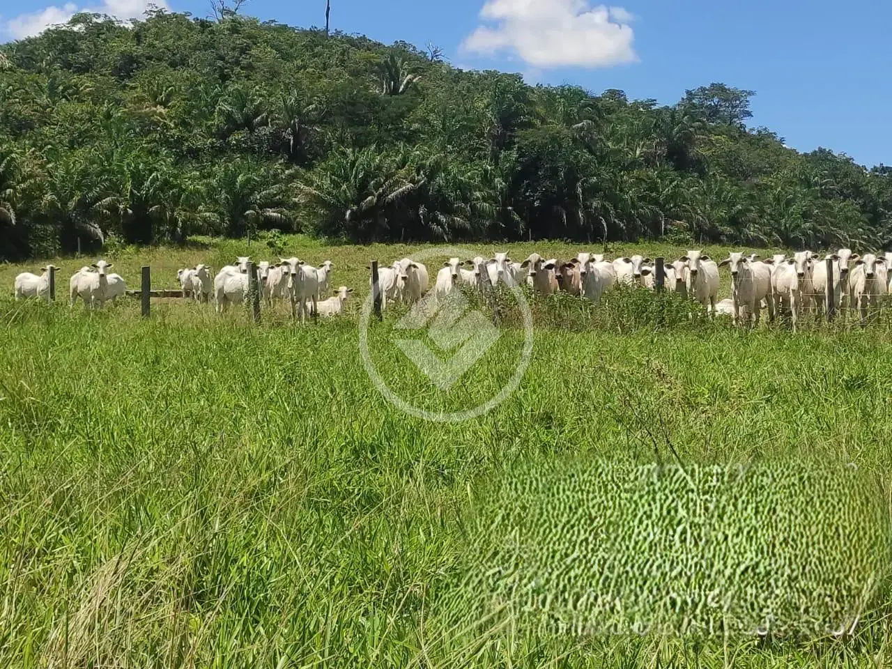 Imagem 6 - Fazenda em Rural, Jussara - GO