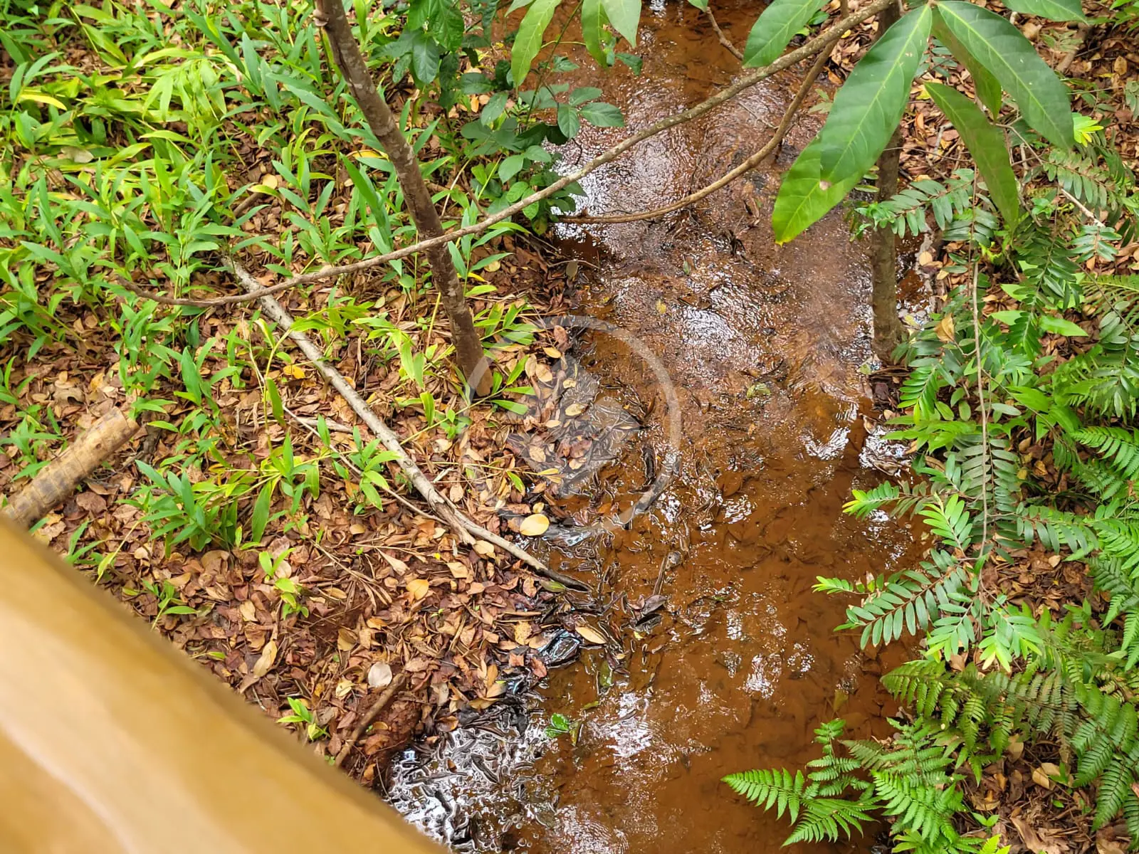 Image 12 - Terreno Condomínio em Parqville Quaresmeira, Trindade - GO