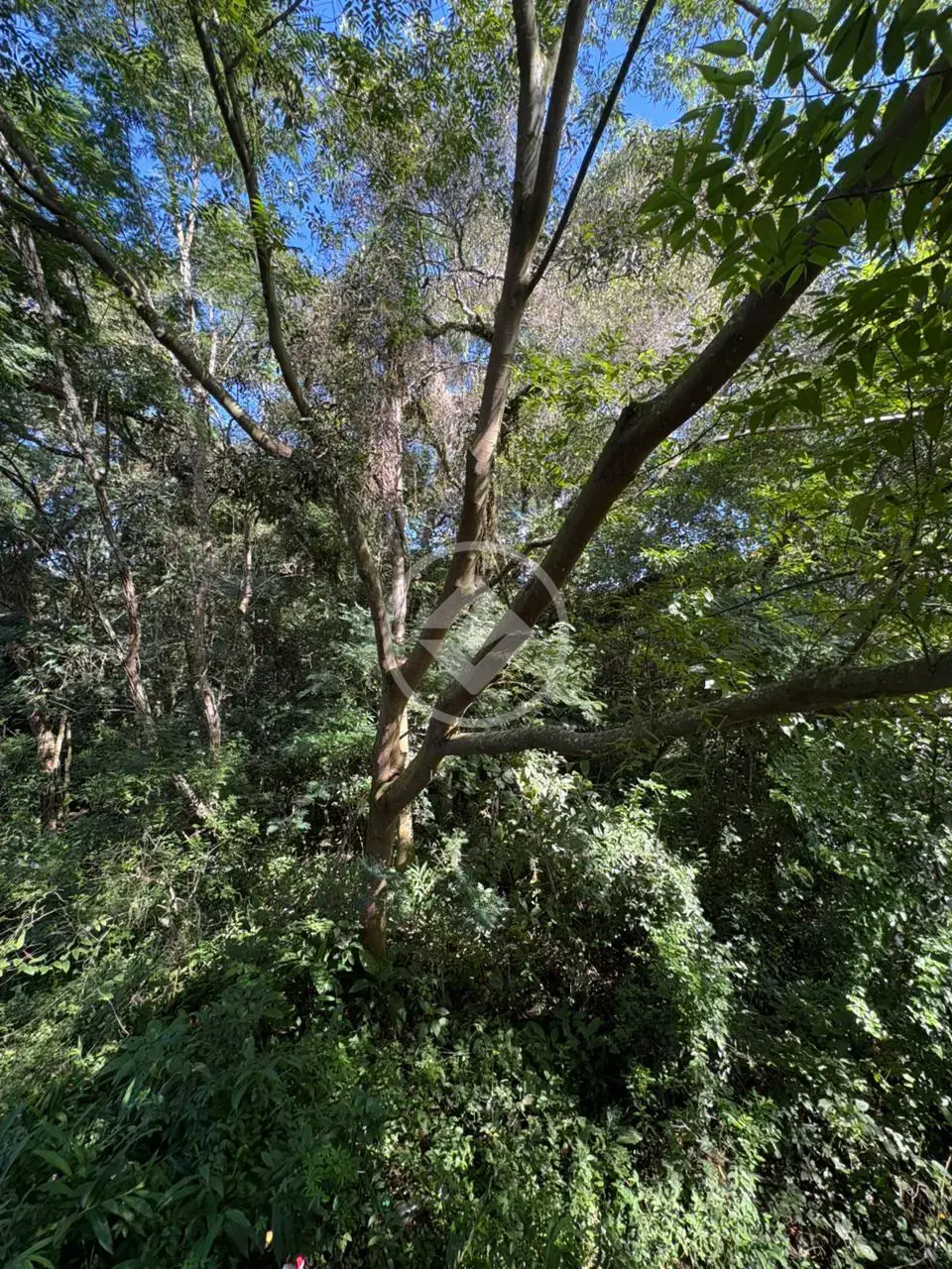 Image 19 - Apartamento em Santa Regina, Camboriú - SC