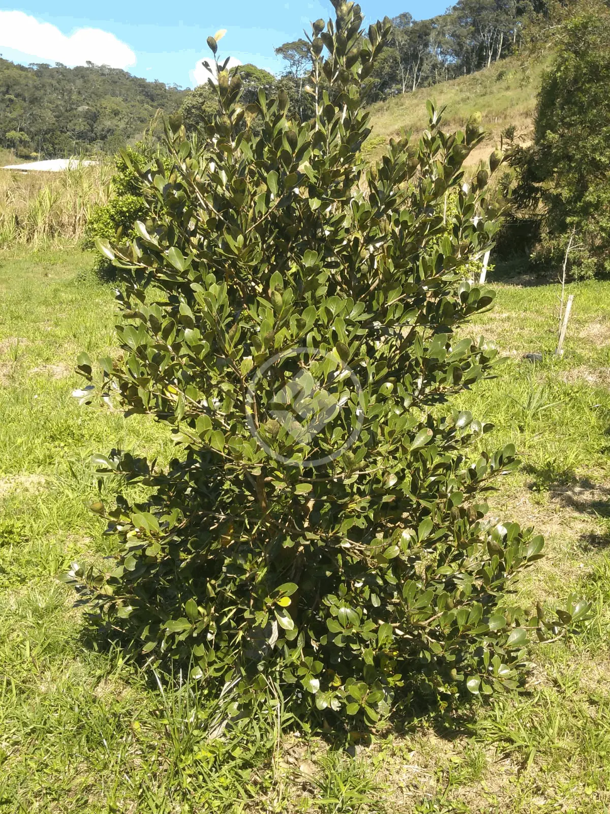 Terreno Rio do Meio, Itajaí - SC — foto 1