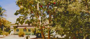 Imagem 6 - Chácara em Rural, Nova Xavantina - MT