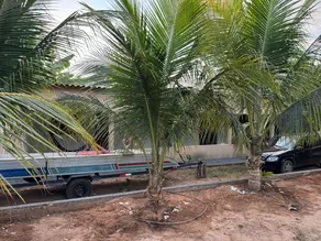 Imagem 3 - Chácara em Zona Rural, Araguaiana - MT