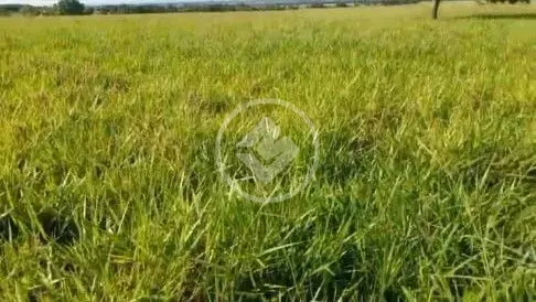 Imagem 3 - Fazenda em Centro, Araguaiana - MT