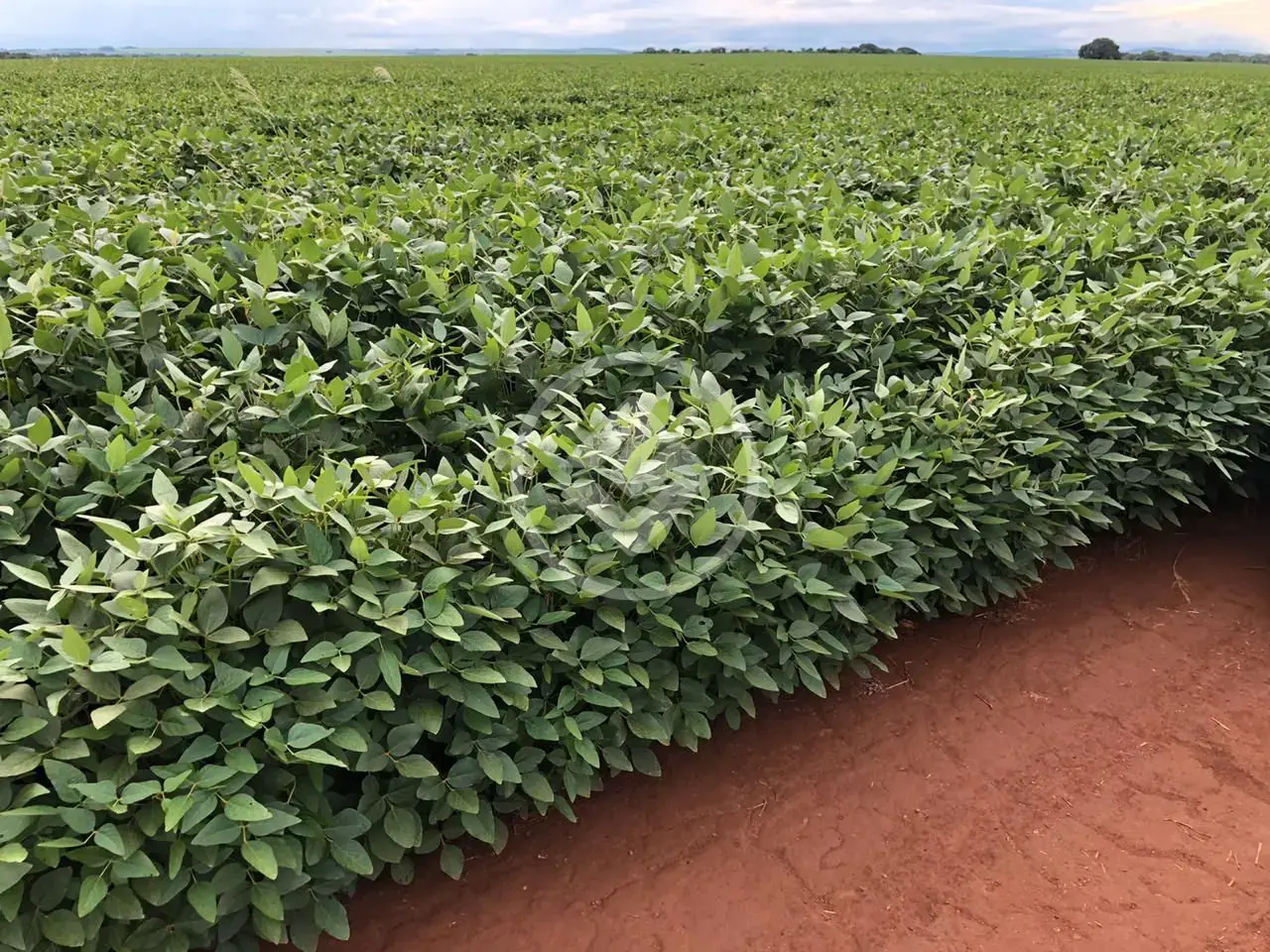 Imagem 1 - Fazenda em Fazenda Boa Vista, nº 0, Fazenda Boa vista, 17 Km de Rio Verde, Rio Verde - GO