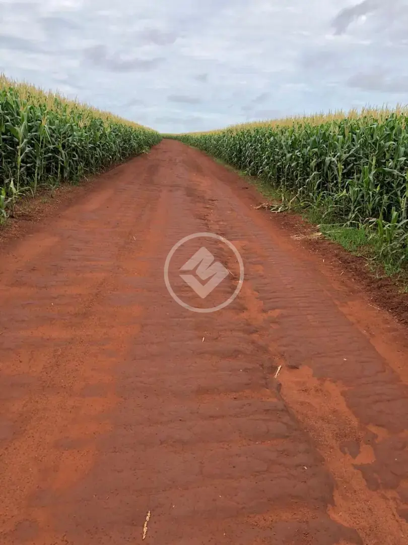 Imagem 2 - Fazenda em Fazenda Boa Vista, nº 0, Fazenda Boa vista, 17 Km de Rio Verde, Rio Verde - GO