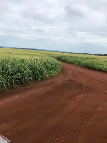 Imagem 3 - Fazenda em Fazenda Boa Vista, nº 0, Fazenda Boa vista, 17 Km de Rio Verde, Rio Verde - GO