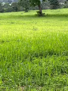 Imagem 3 - Fazenda em Sena Marques, Barra do Garças - MT