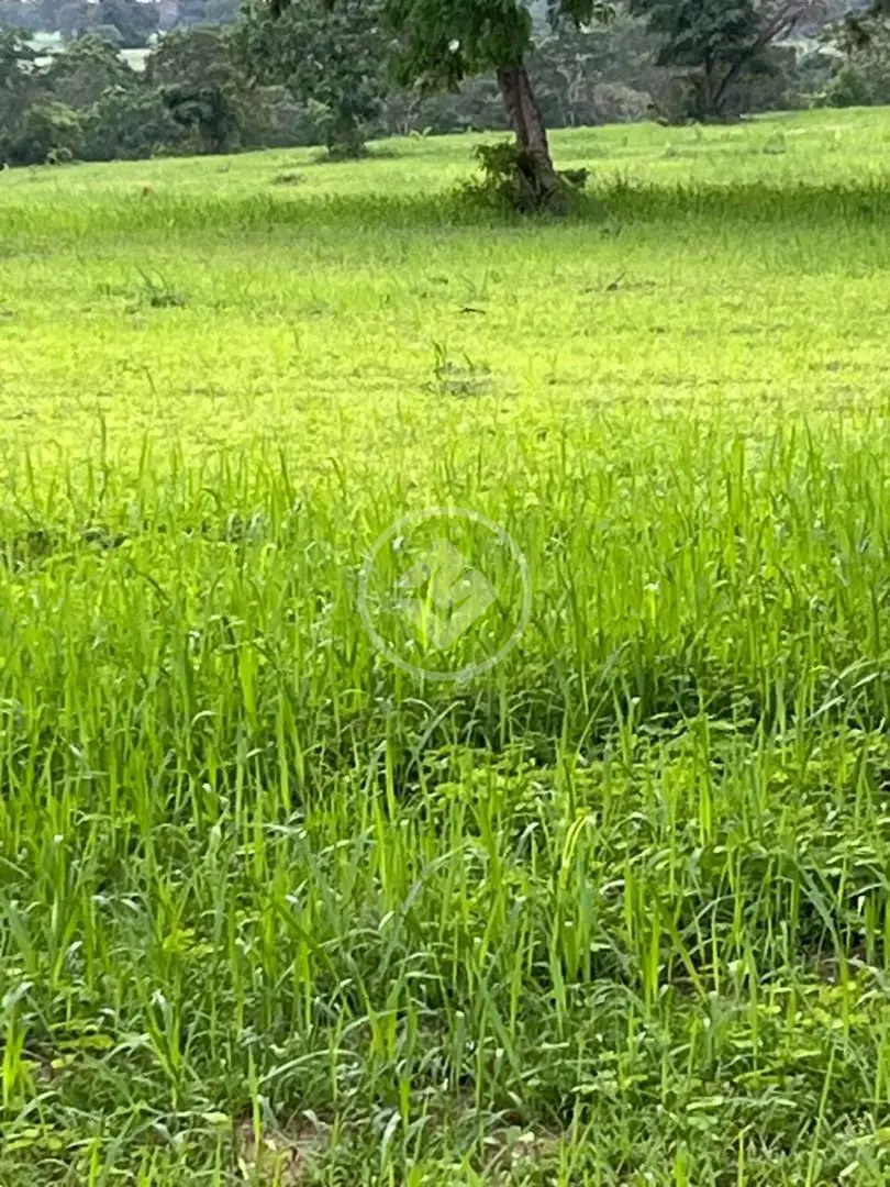 Imagem 3 - Fazenda em Sena Marques, Barra do Garças - MT