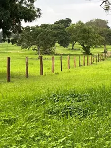 Imagem 2 - Fazenda em Sena Marques, Barra do Garças - MT