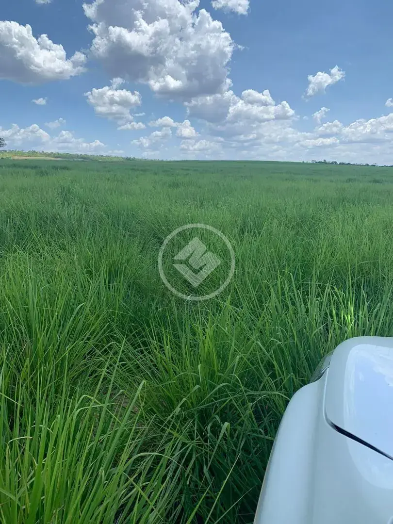 Imagem 3 - Fazenda em Sena Marques, Barra do Garças - MT