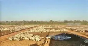 Fazenda Setor Central, Jussara - BA — foto 1