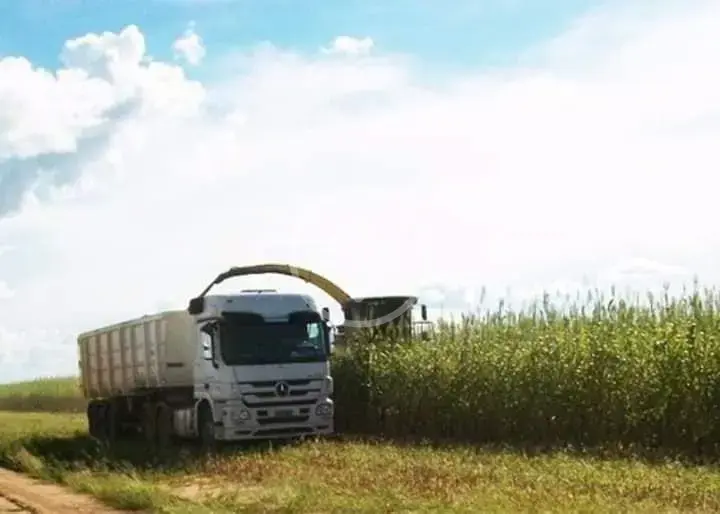 Imagem 3 - Fazenda em Setor Central, Jussara - BA