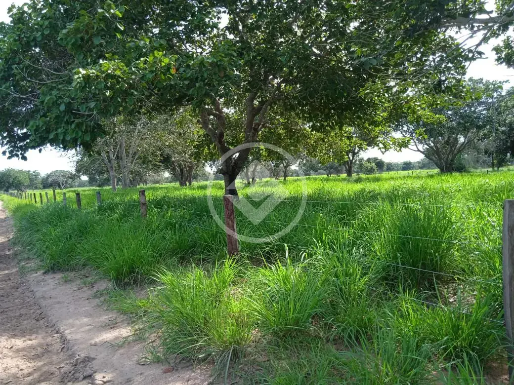 Imagem 6 - Fazenda em Centro, Cocalinho - MT