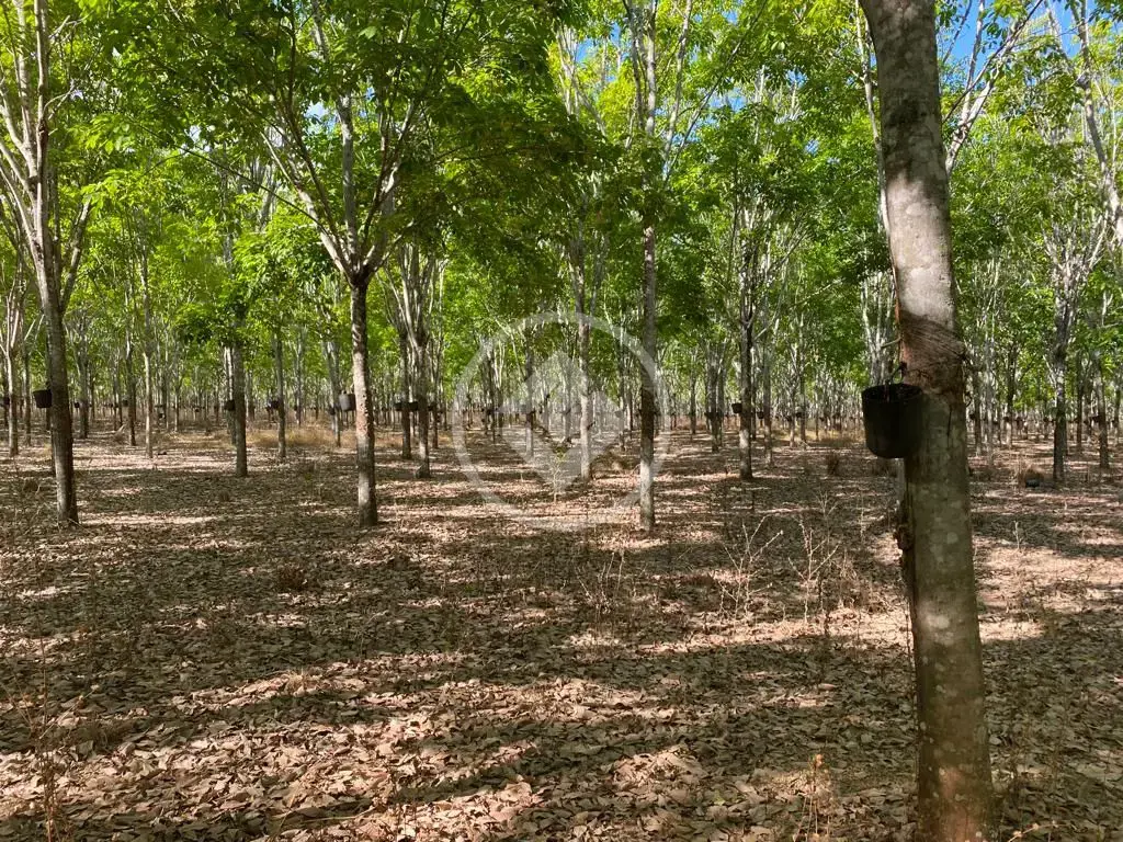 Imagem 4 - Fazenda em Centro, Cocalinho - MT