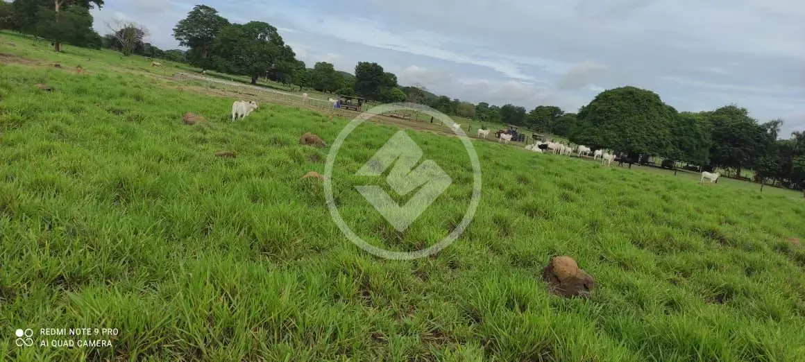 Imagem 1 - Fazenda em Centro, Cocalinho - MT